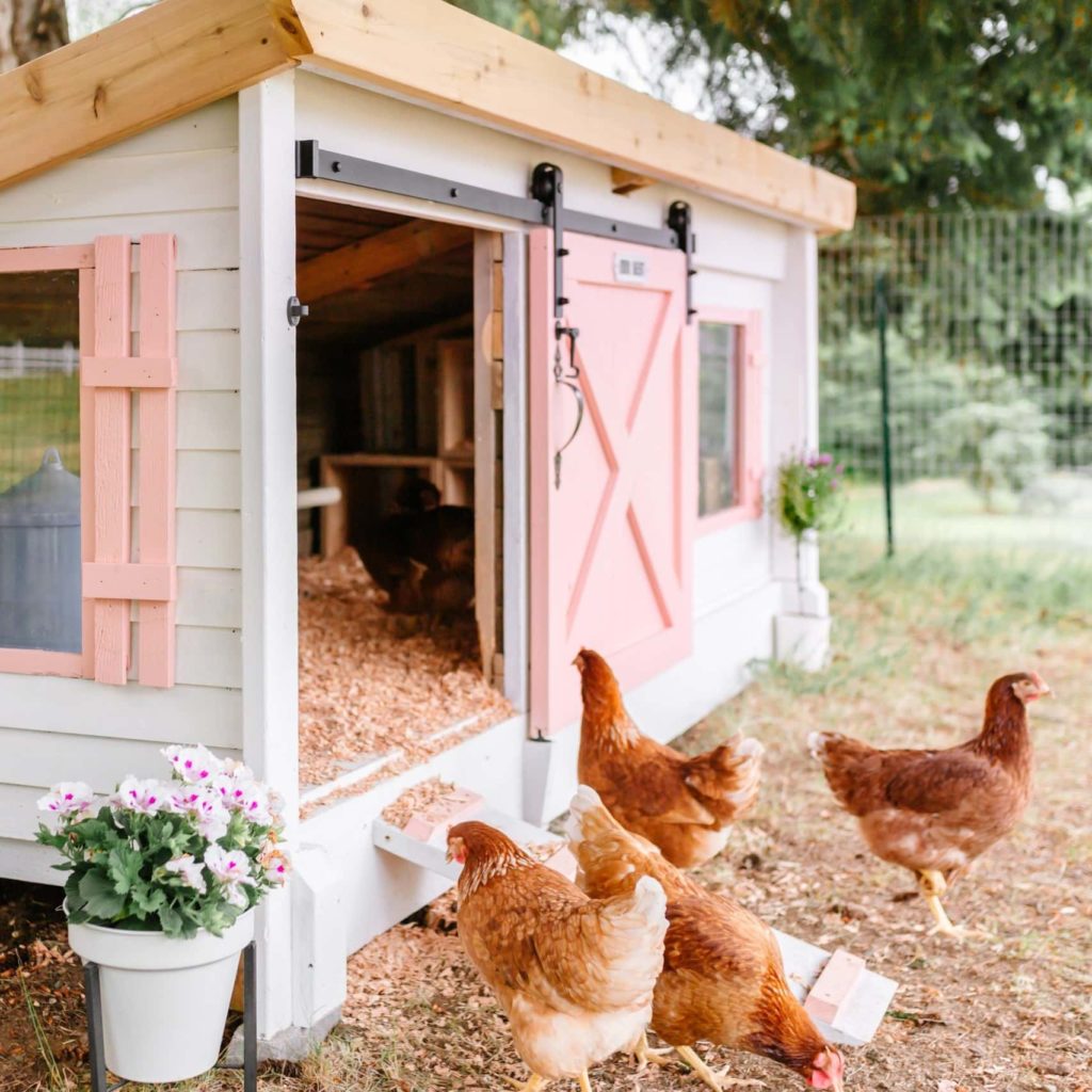 Best Chicken Coop Brands