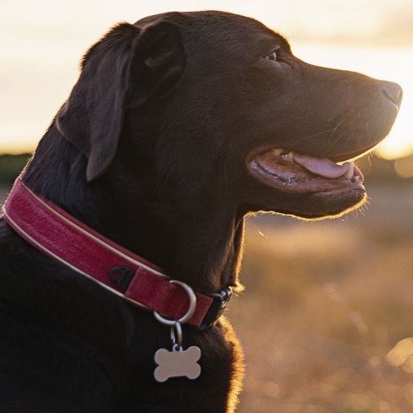 10 Best Dog Collars