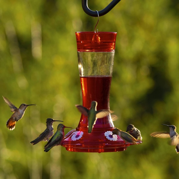 10 Best Hummingbird Feeders