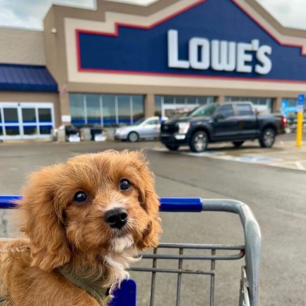 Lowes vs Home Depot Review Must Read This Before Buying