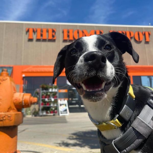 Lowes vs Home Depot Review Must Read This Before Buying