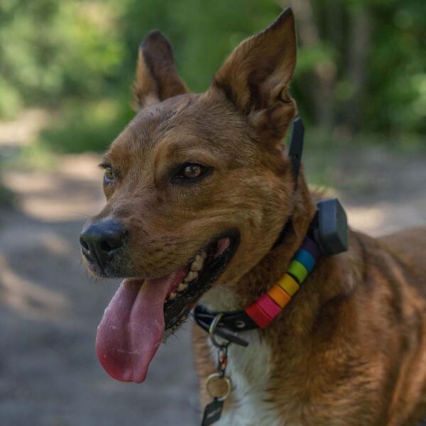 Whistle Pet Tracker Review