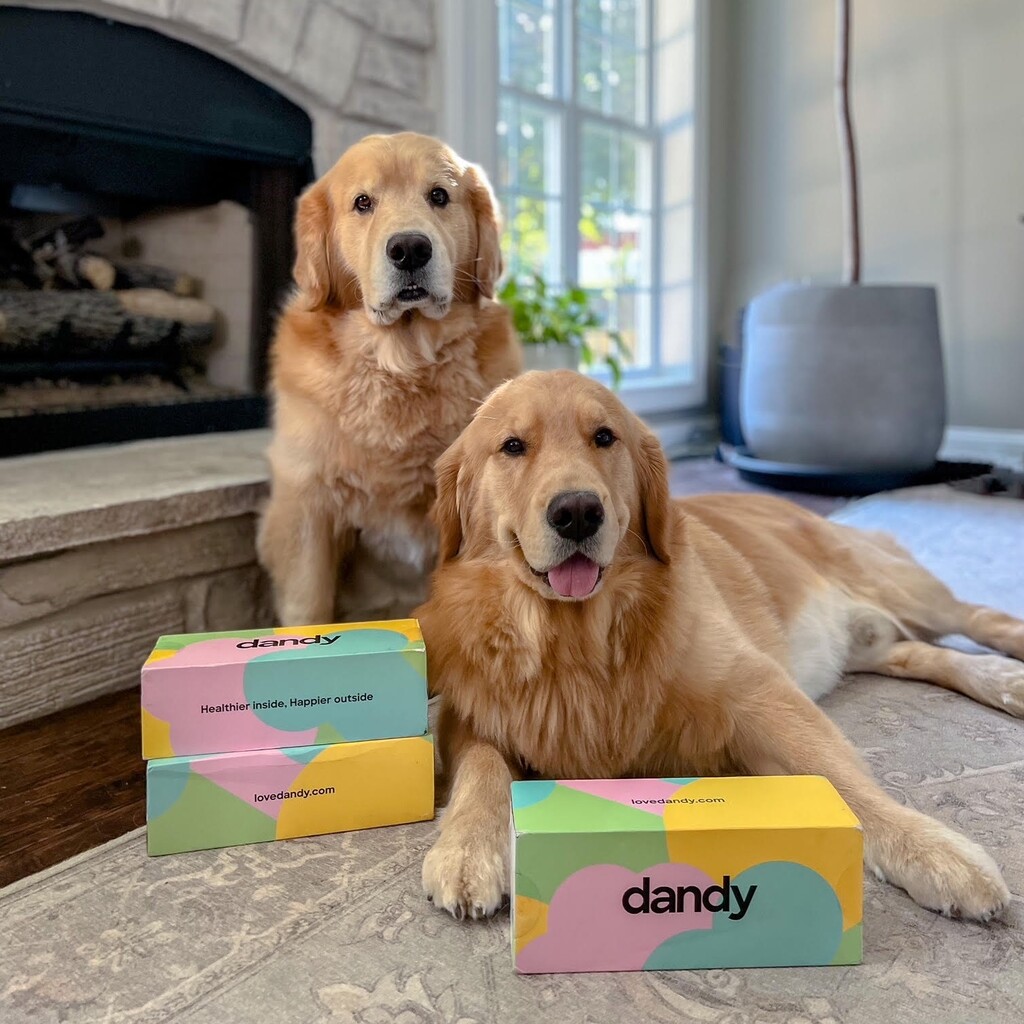 dandy Review Must Read This Before Buying