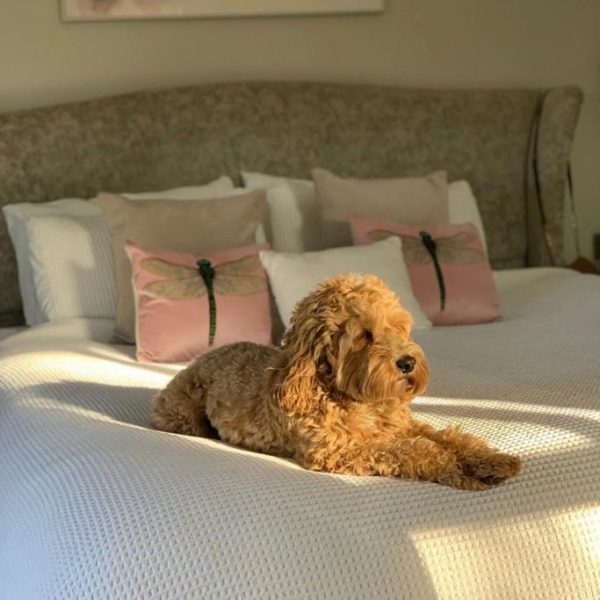 Bensons for Beds Review Must Read This Before Buying