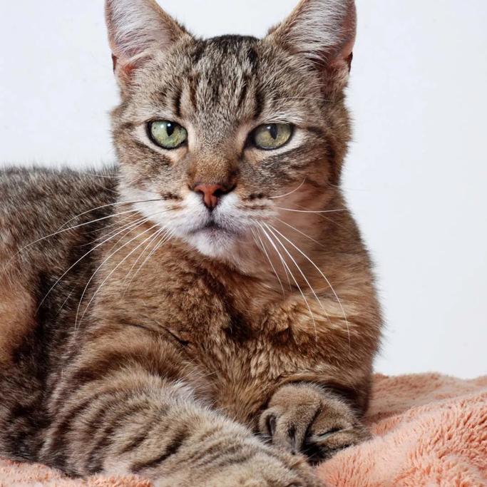 Embrace Pet Insurance Review 