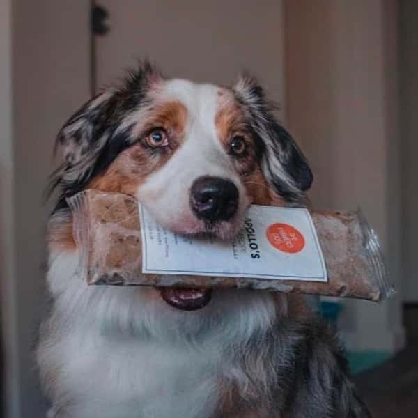 17 Best Dog Food Brands 2 The Farmer's Dog