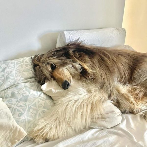 Natural Dog Company Review Must Read This Before Buying