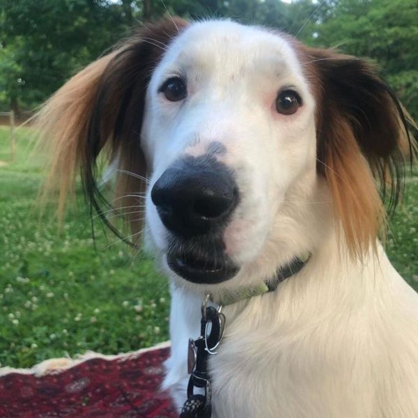 Natural Dog Company Review Must Read This Before Buying