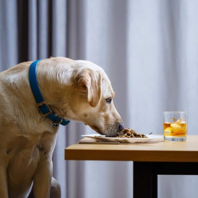 BarxBuddy Review Must Read This Before Buying