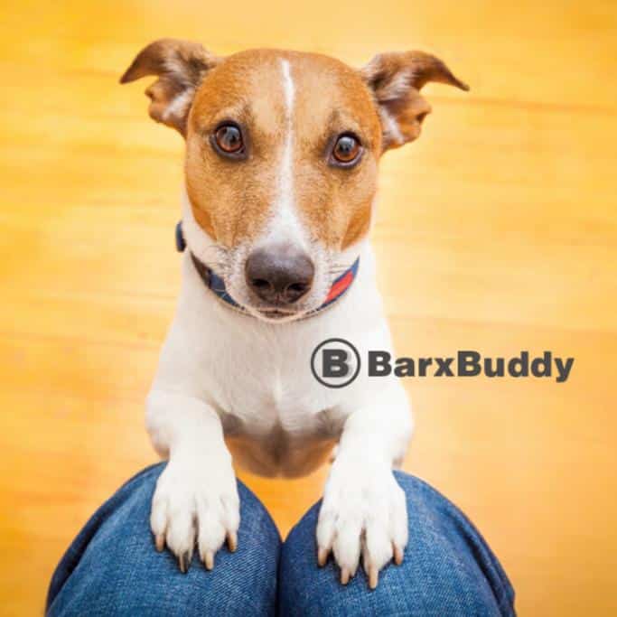 BarxBuddy Review