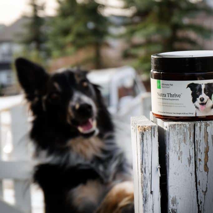 Ultimate Pet Nutrition Nutra Thrive For Dogs Review 5 Ultimate Pet Nutrition Nutra Thrive For Dogs Review