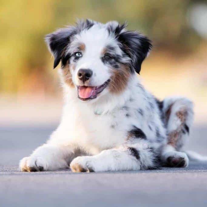 Ultimate Pet Nutrition Nutra Thrive For Dogs Review 8 Ultimate Pet Nutrition Nutra Thrive For Dogs Review