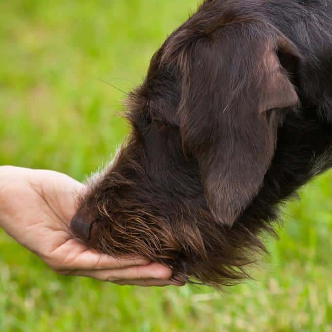 Ultimate Pet Nutrition Review 12 Ultimate Pet Nutrition Review