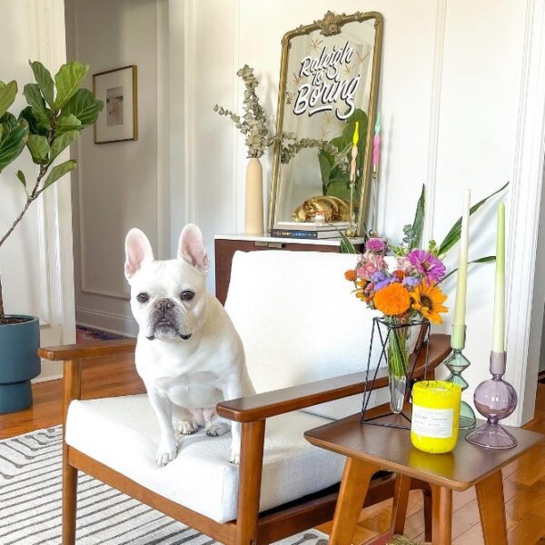 Levity Home Review Must Read This Before Buying