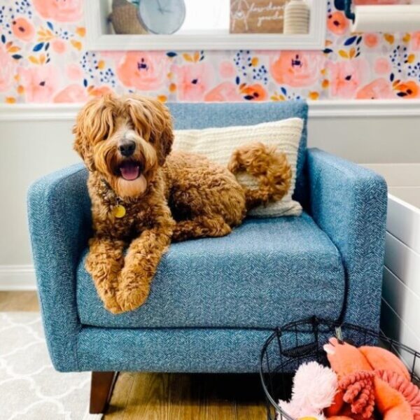 Levity Home Review Must Read This Before Buying