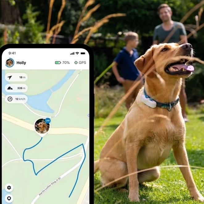 Best GPS Dog Fences