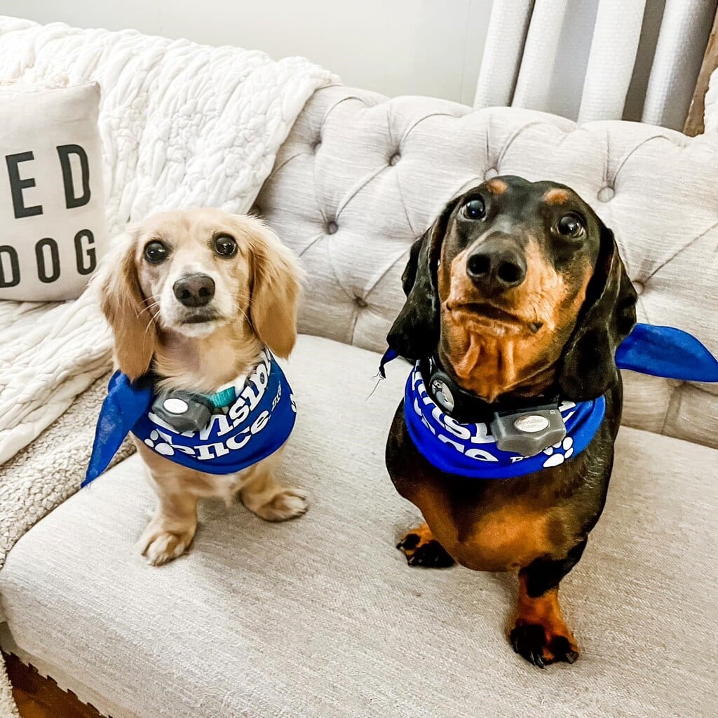 12 Best GPS Dog Fences Must Read This Before Buying