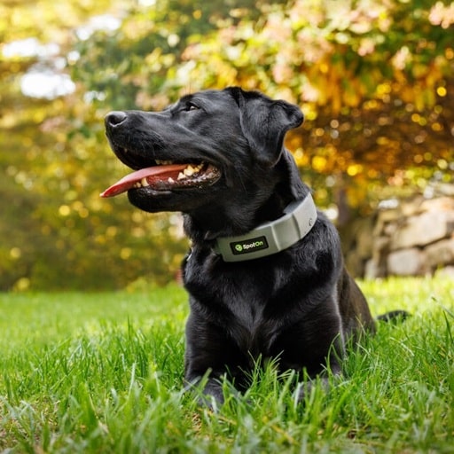 Best Wireless Dog Fences