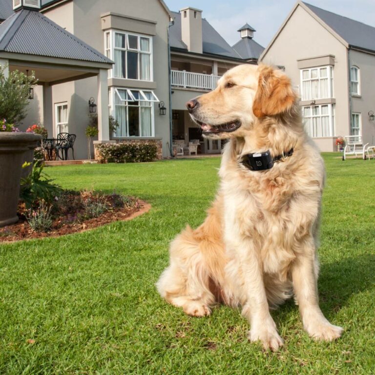 11 Best Wireless Dog Fences Must Read This Before Buying