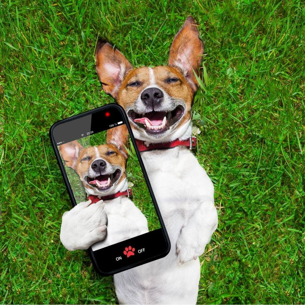 10 Best Wireless Dog Fences 13 Best Wireless Dog Fences