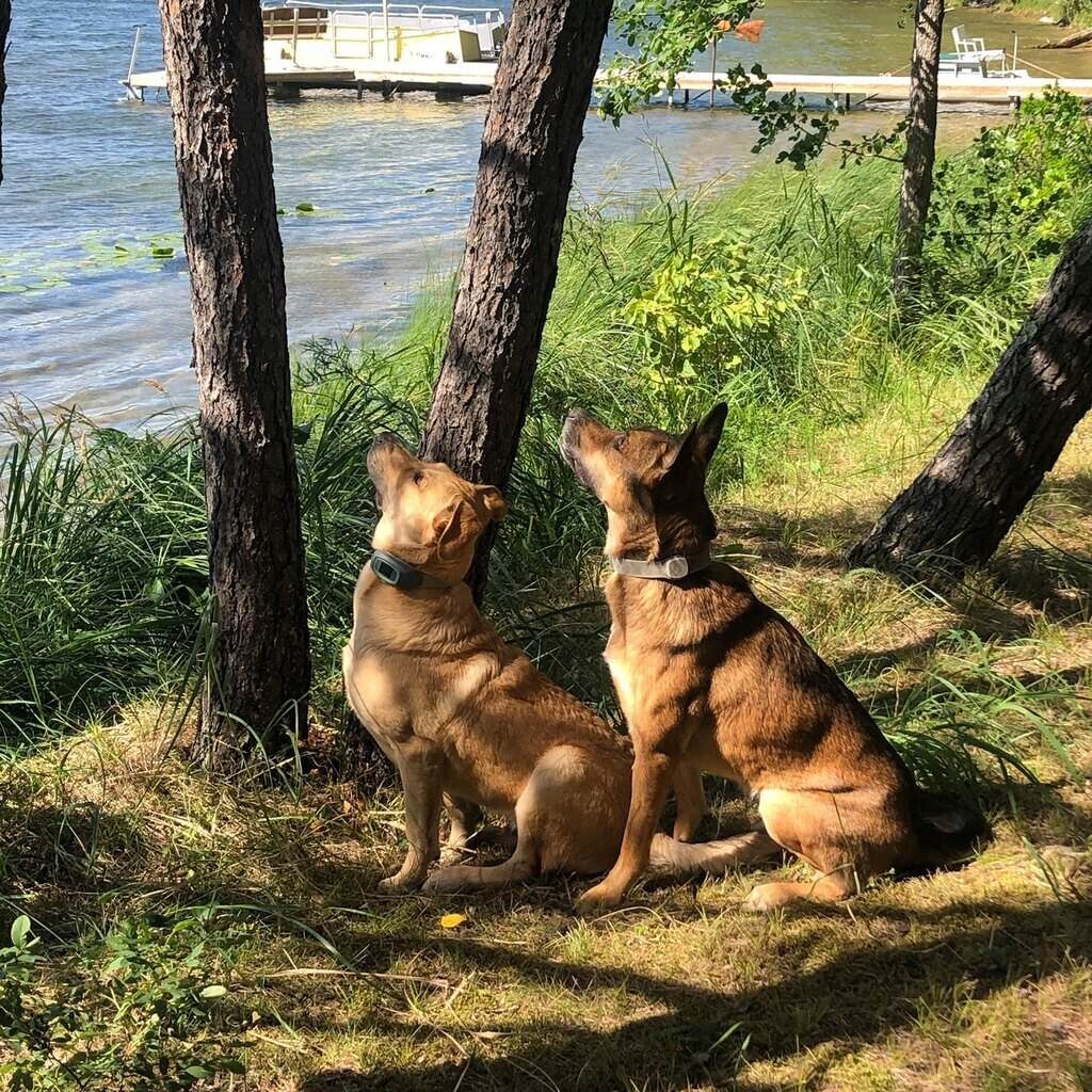 10 Best Wireless Dog Fences 14 Best Wireless Dog Fences