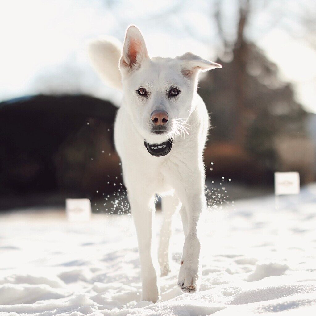 Best Wireless Dog Fences