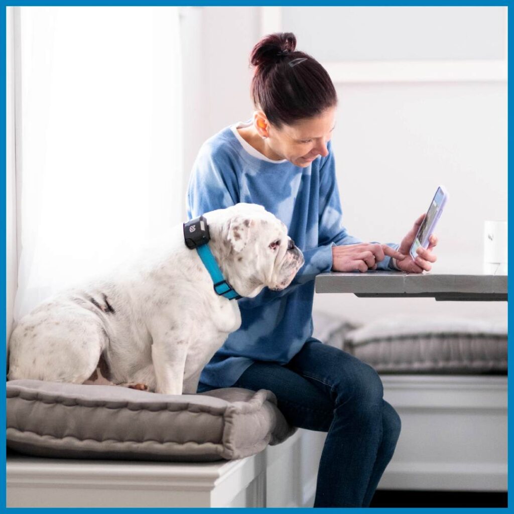 10 Best Wireless Dog Fences 12 Best Wireless Dog Fences