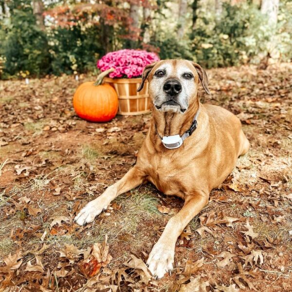 11 Best Wireless Dog Fences Must Read This Before Buying