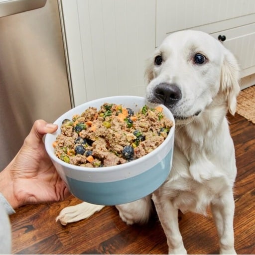 Best Human-Grade Dog Food Brands