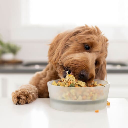 Best Human-Grade Dog Food Brands