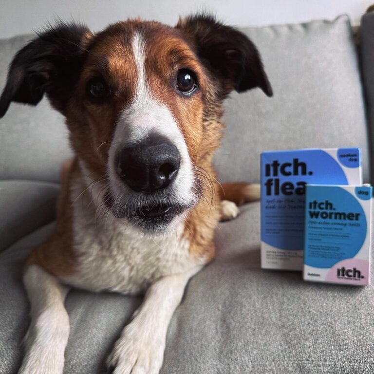 Itch Pet Review Must Read This Before Buying