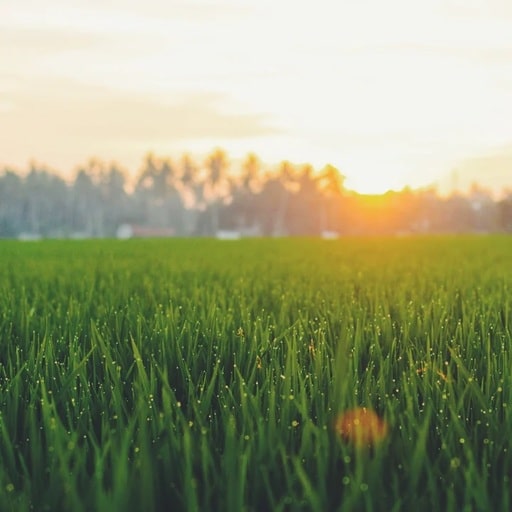 10 Best Organic Lawn Care Services 14 Best Organic Lawn Care Services