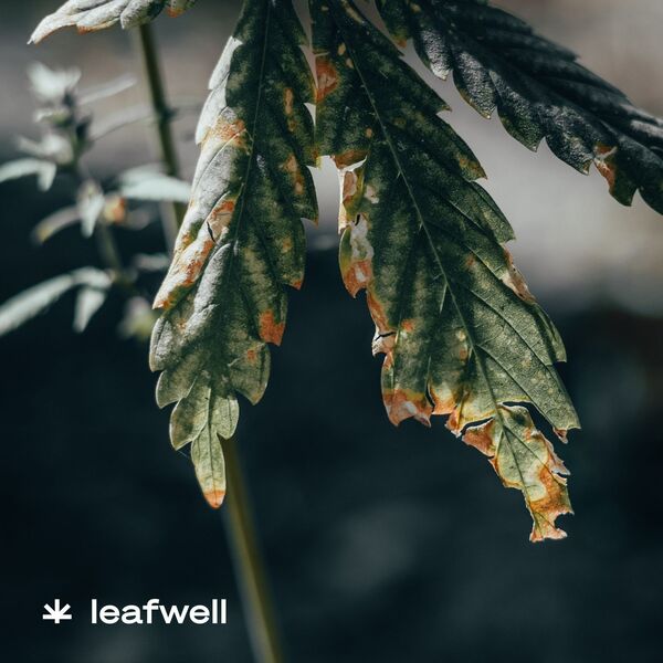 Leafwell Review