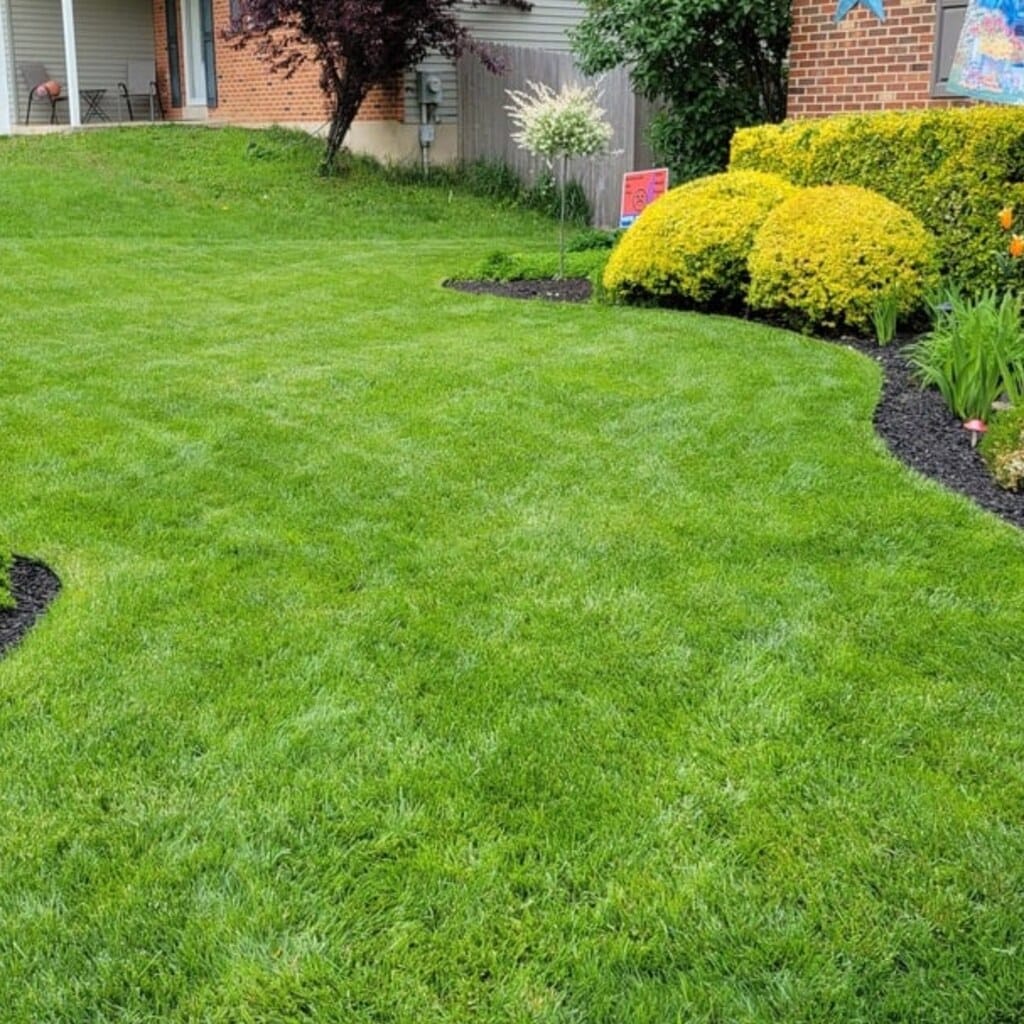 Green Lawn Fertilizing Review