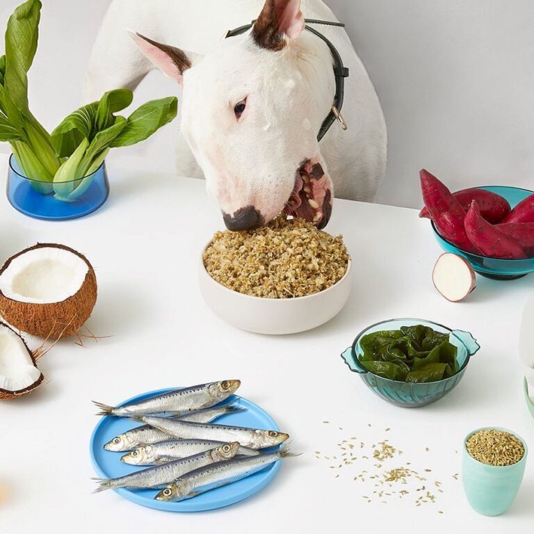 Lyka Pet Food Review Must Read This Before Buying