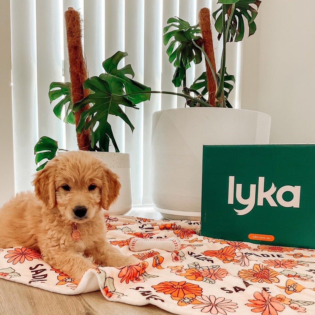 Lyka Pet Food Review