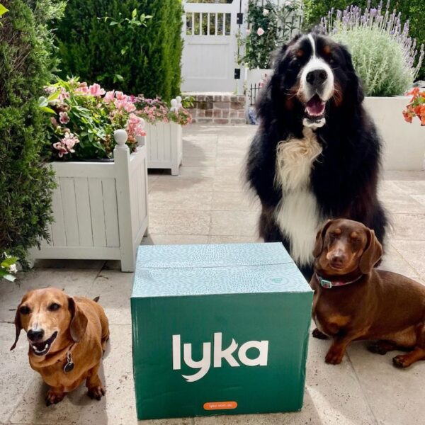 Lyka Pet Food Review Must Read This Before Buying