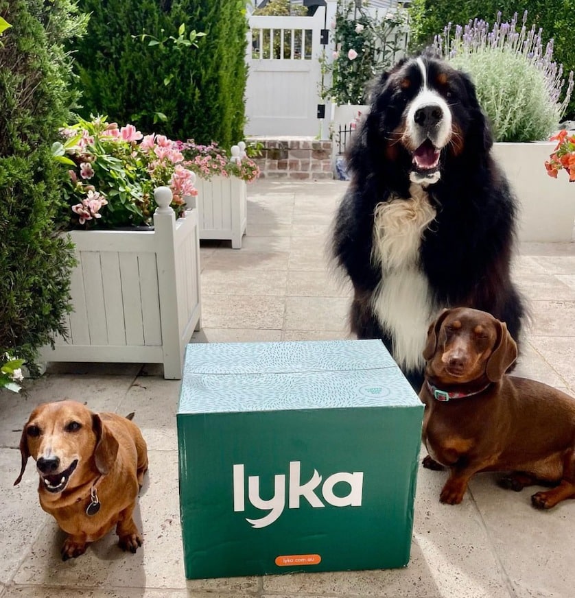 Lyka Pet Food Review