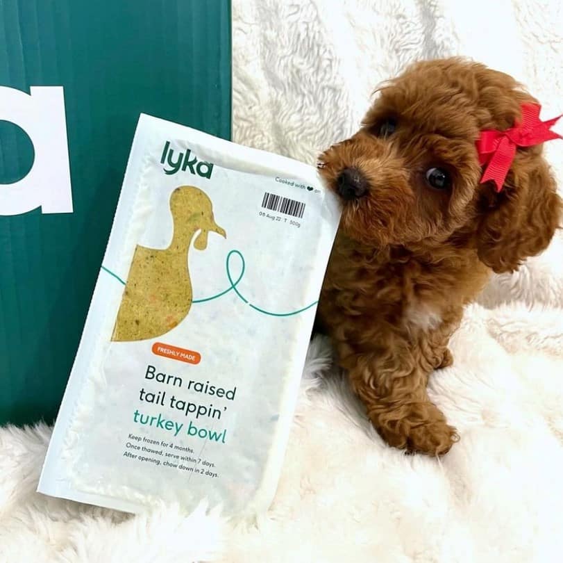 Lyka Pet Food Review