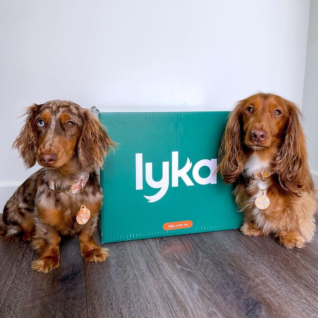 Lyka Pet Food Review