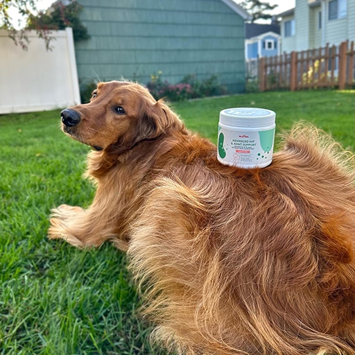 Wuffes Review An InDepth Look at the Popular Dog Joint Supplement