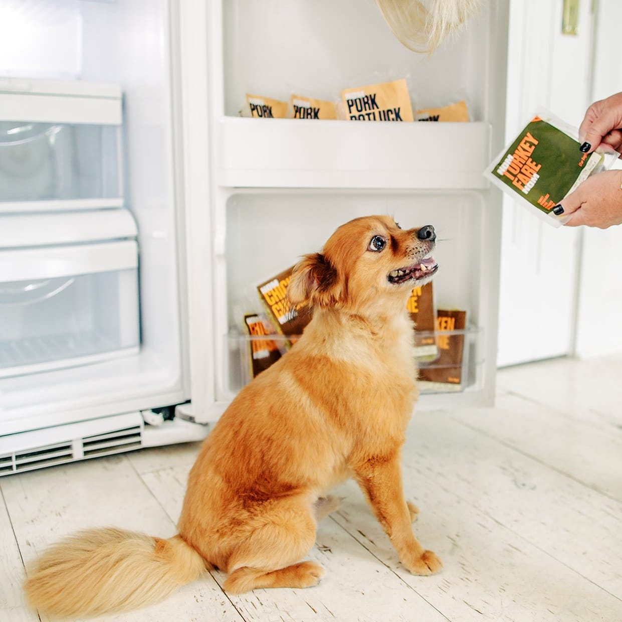 Nom Nom Pet Food Review Must Read This Before Buying