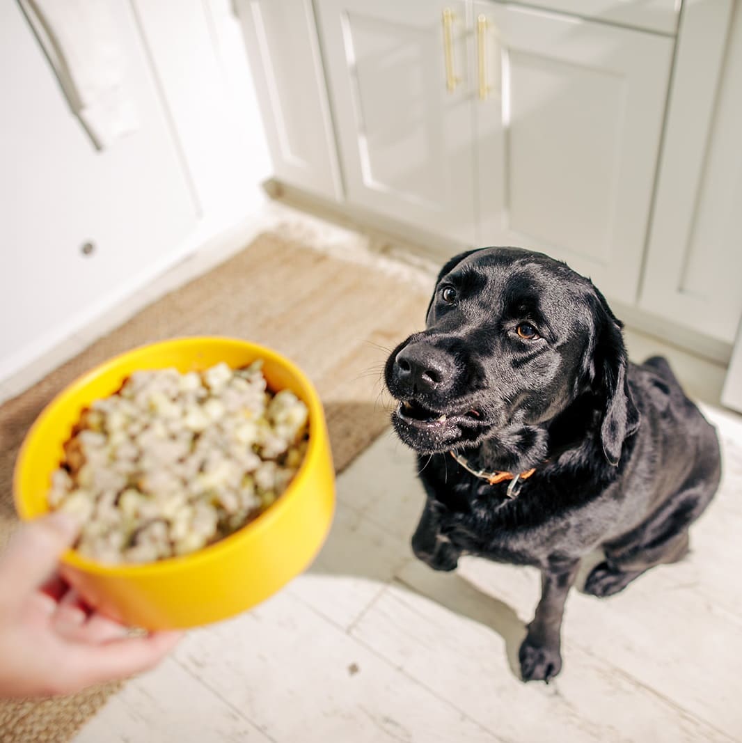 Nom Nom Pet Food Review Must Read This Before Buying