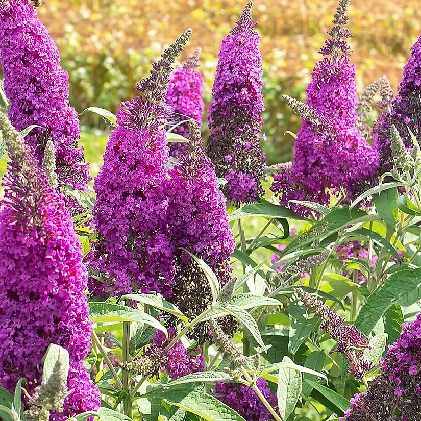 Best QVC Picks for Garden Lovers