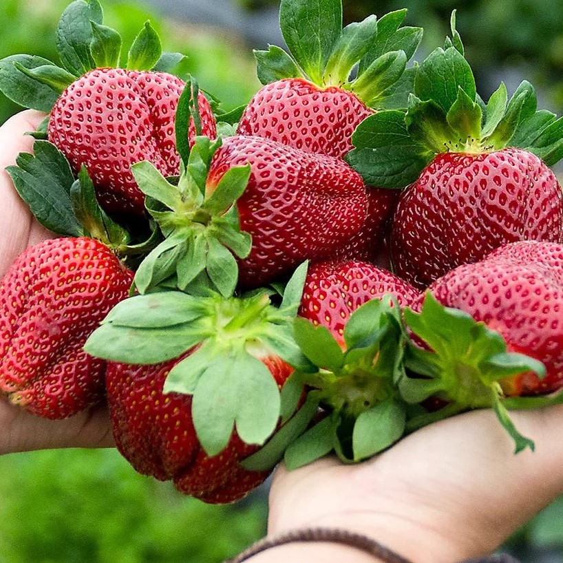 Best QVC Picks for Garden Lovers