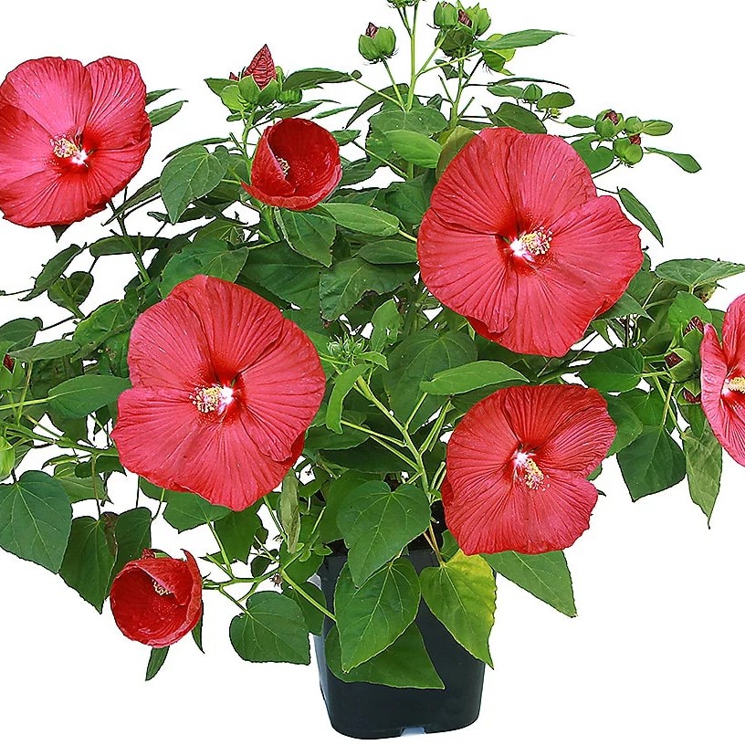 Best QVC Picks for Garden Lovers