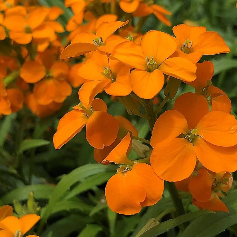 Best QVC Picks for Garden Lovers