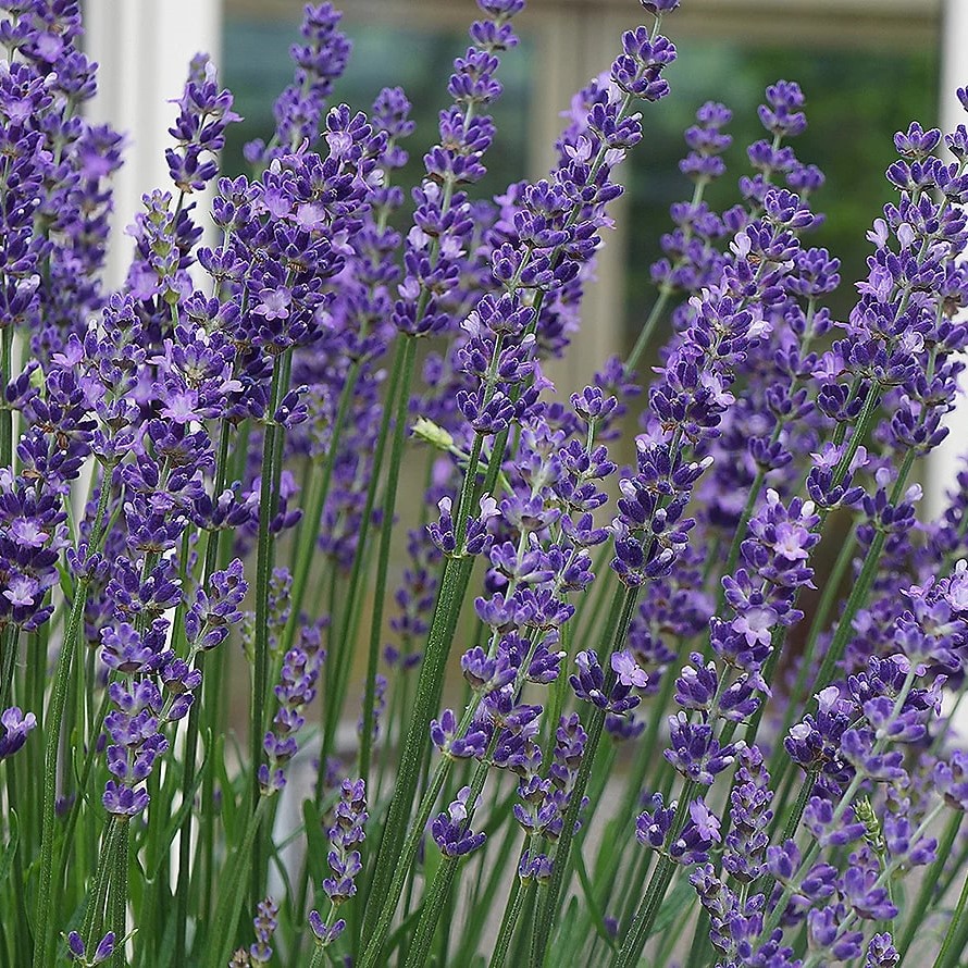 Best QVC Picks for Garden Lovers