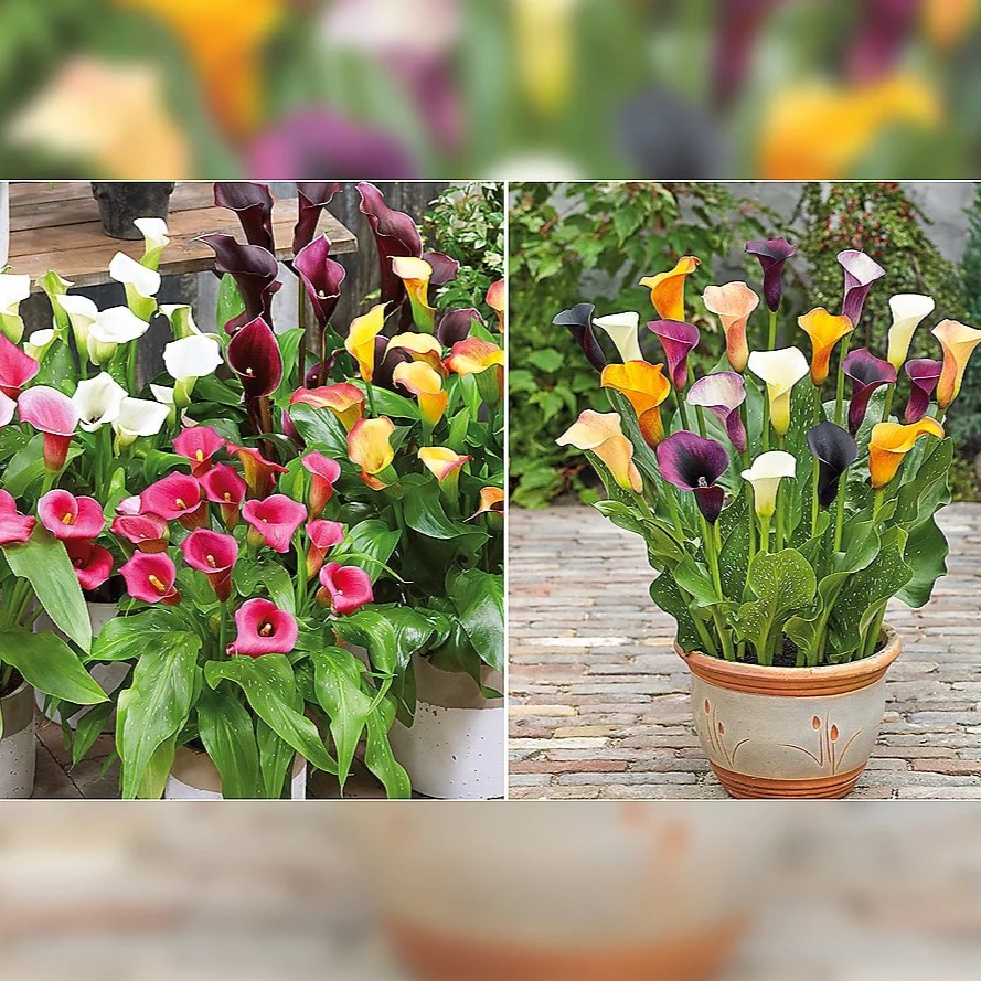 Best QVC Picks for Garden Lovers