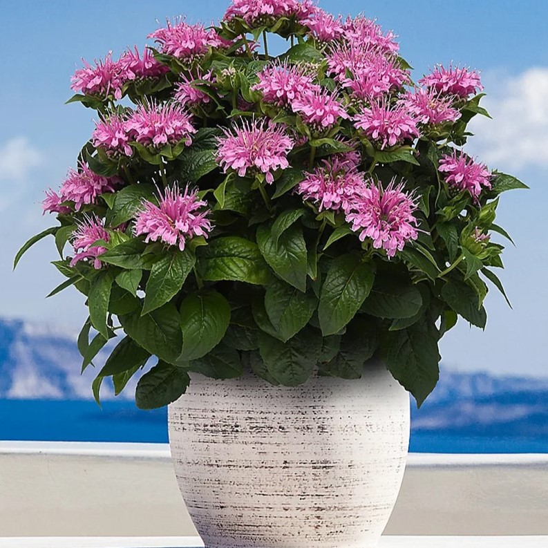 Best QVC Picks for Garden Lovers